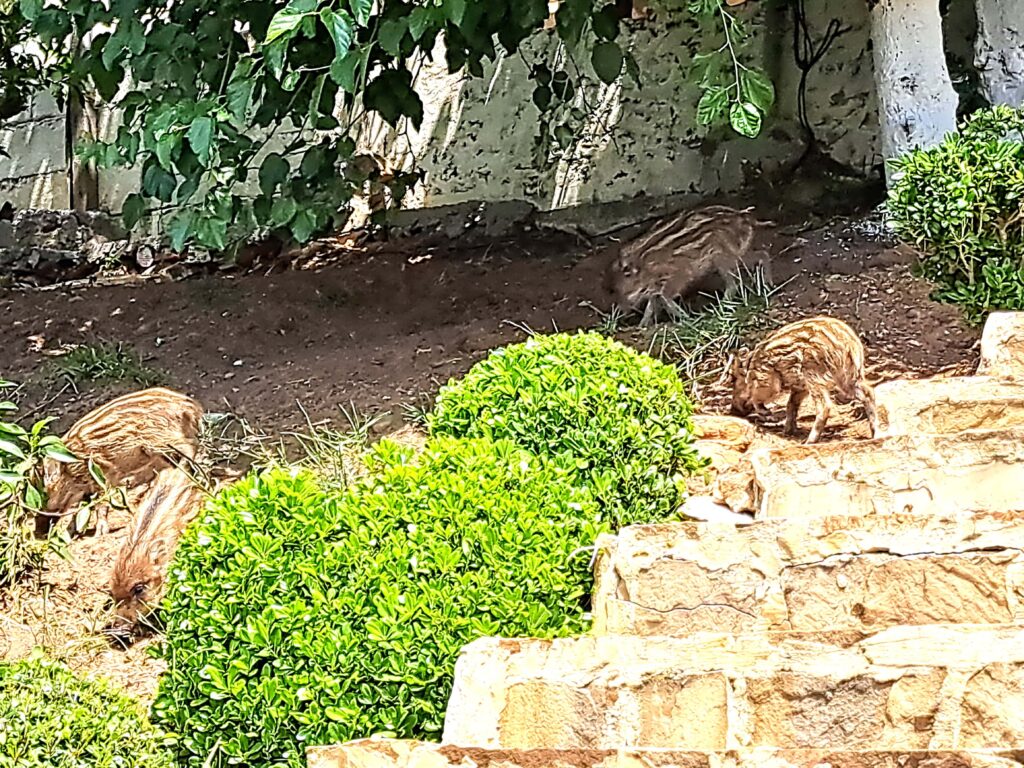 Wildschweinfrischlinge