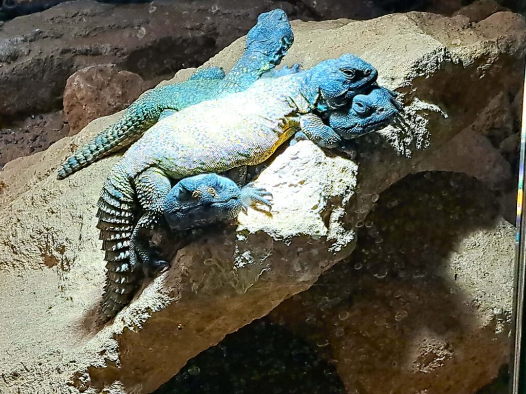 Blaue Leguane scaled