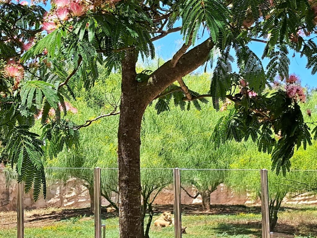 Bluehender Baum scaled