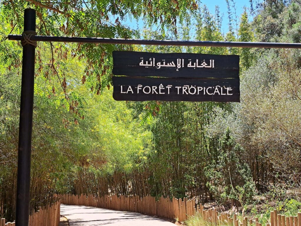 Der Regenwald scaled