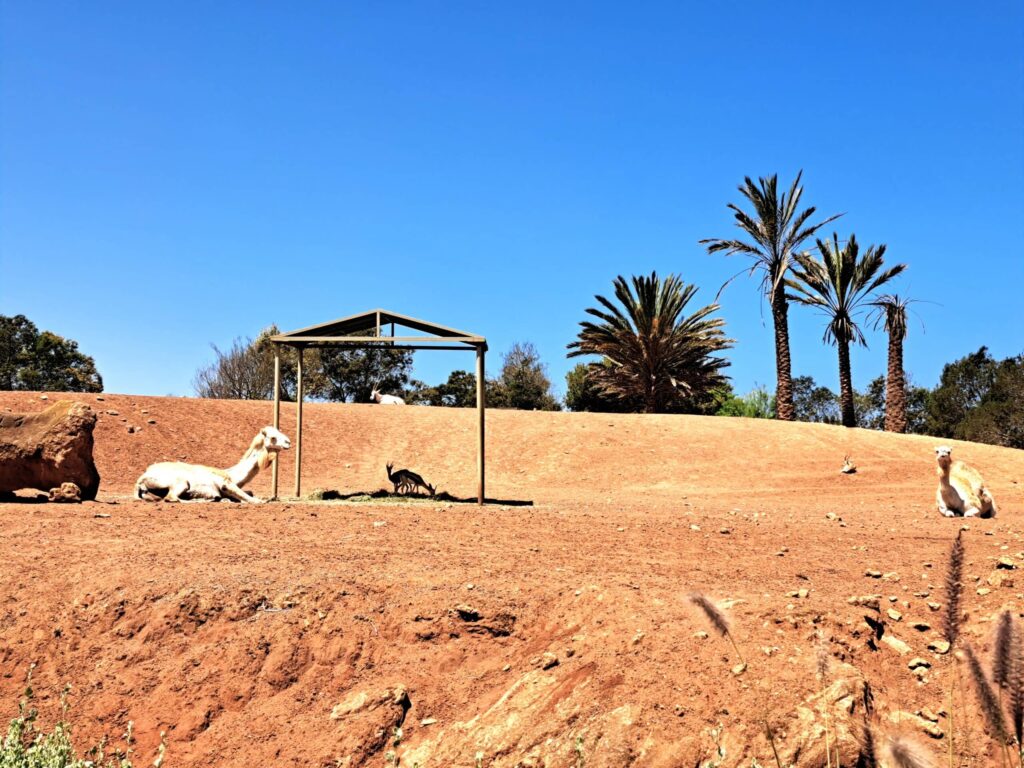 Dromedare im Wuestensand scaled