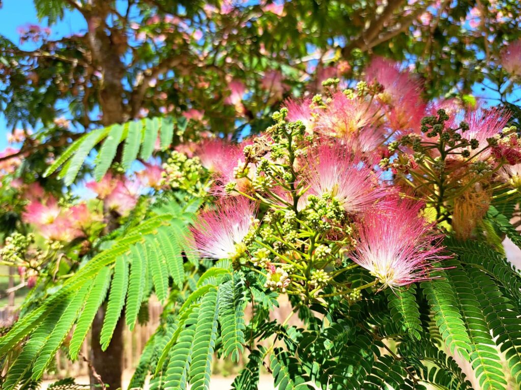 Farbenpraechtige Baumblueten scaled