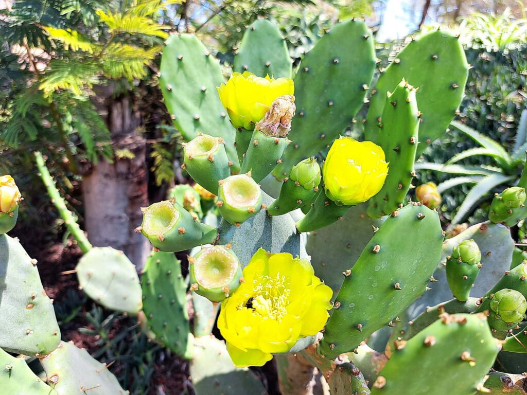 Kaktusblluete scaled