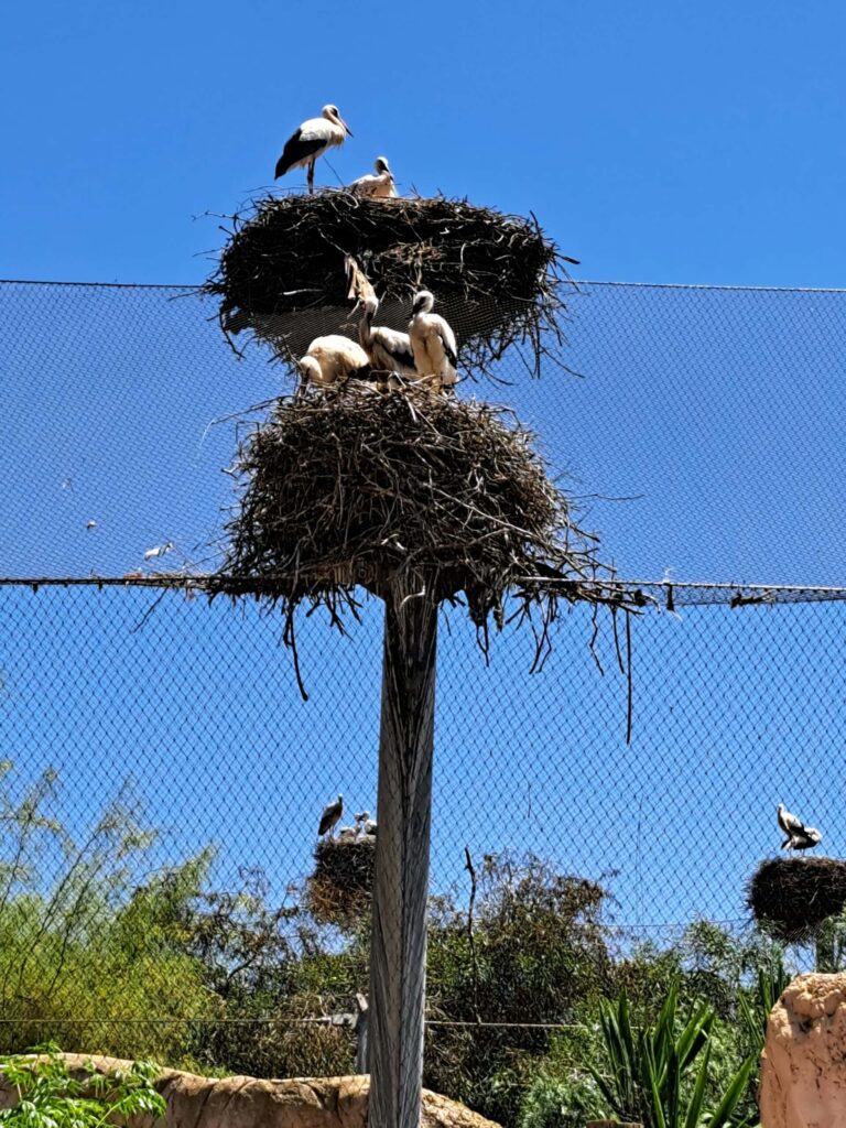 Klapperstoerche mit Jungen im Nest scaled