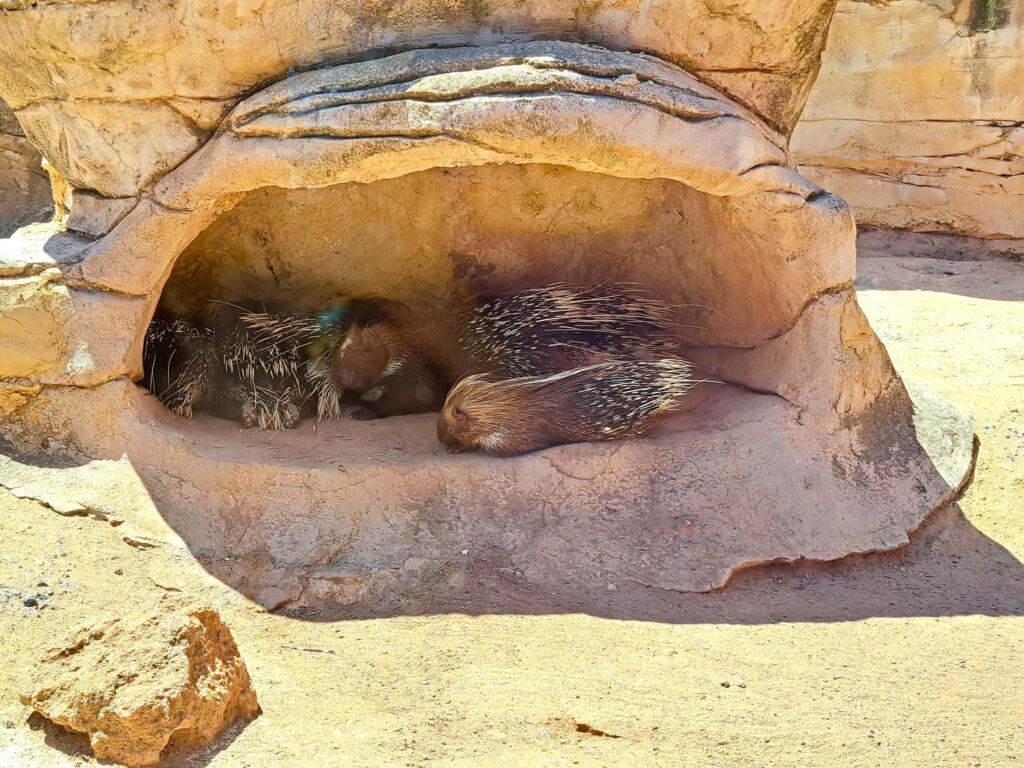 Stachelschweine scaled