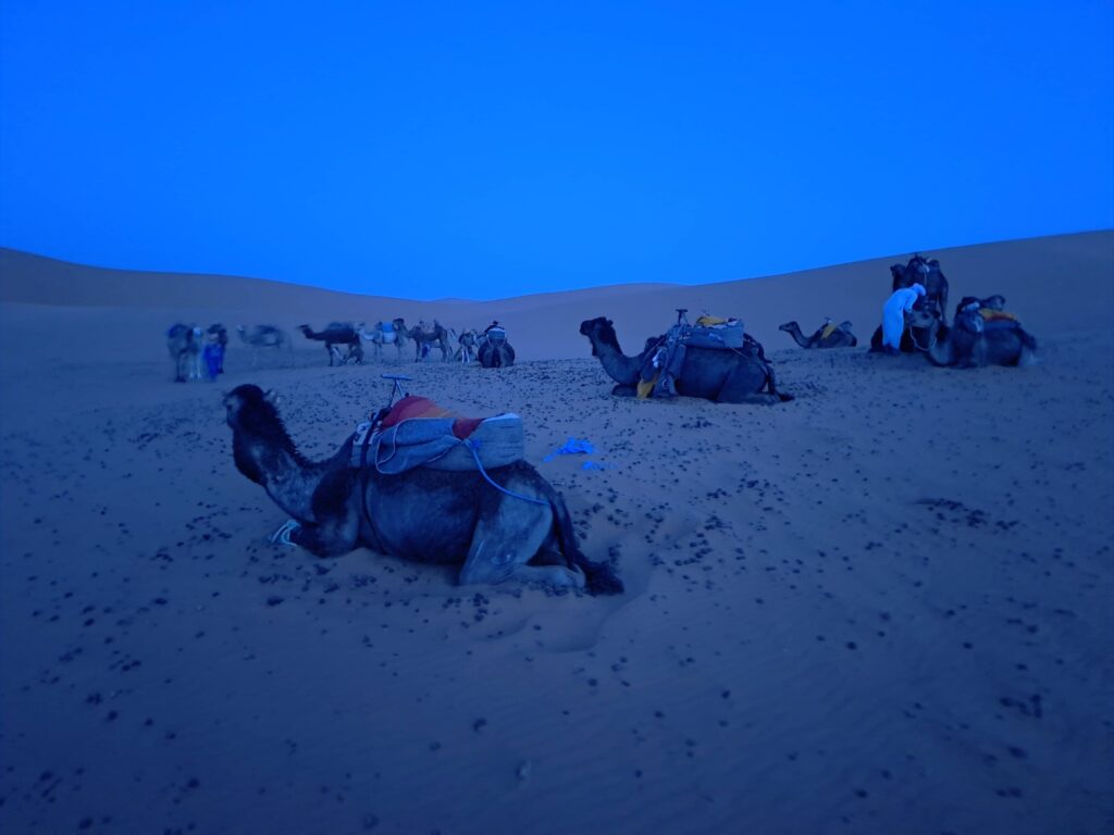 Kamele bei Nacht in der Wueste