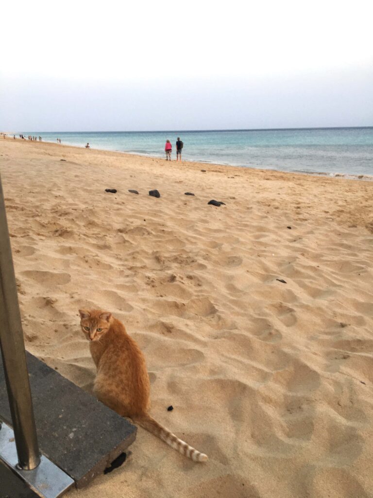 Katze am Strand von Moro Jabel