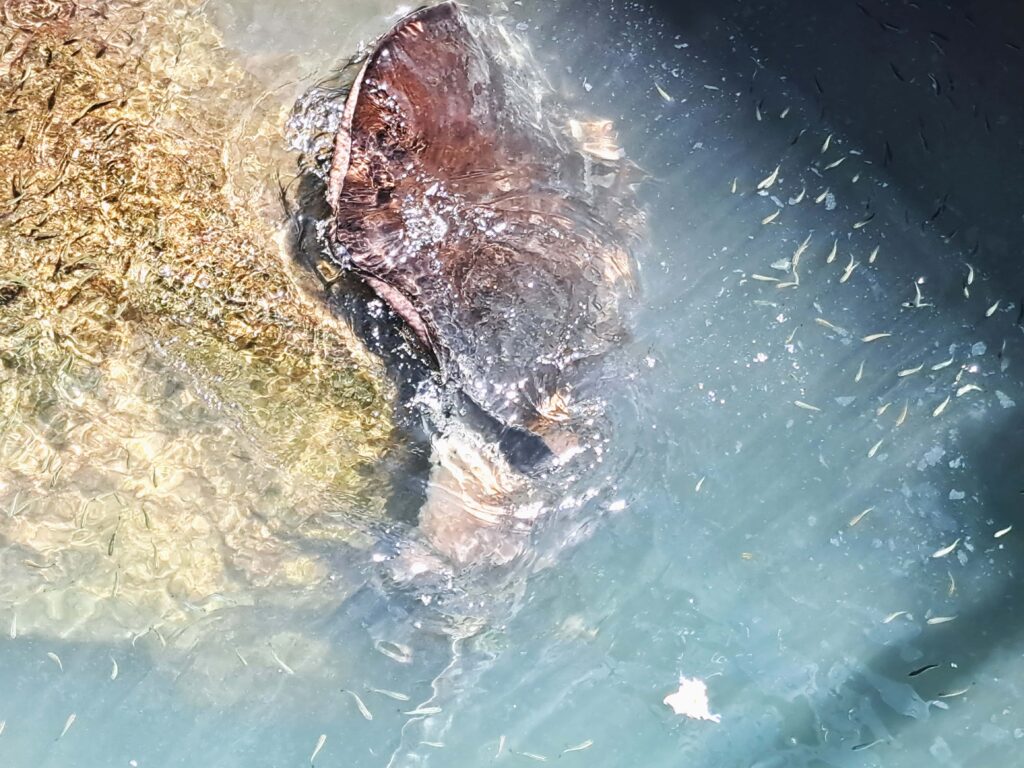 Rochen bei der Fuetterung