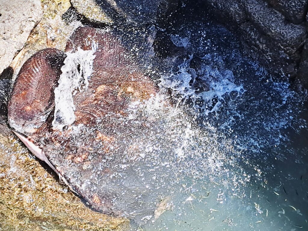 Rochen im Hafen von Corralejo