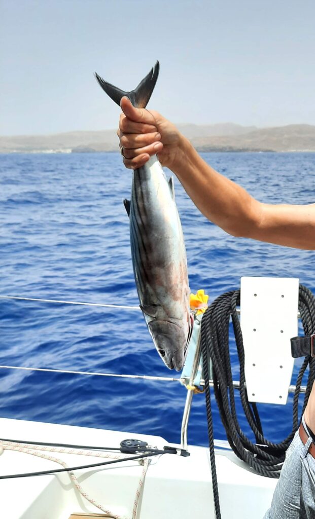 Ein kapitaler Bonito eine Thunfischart