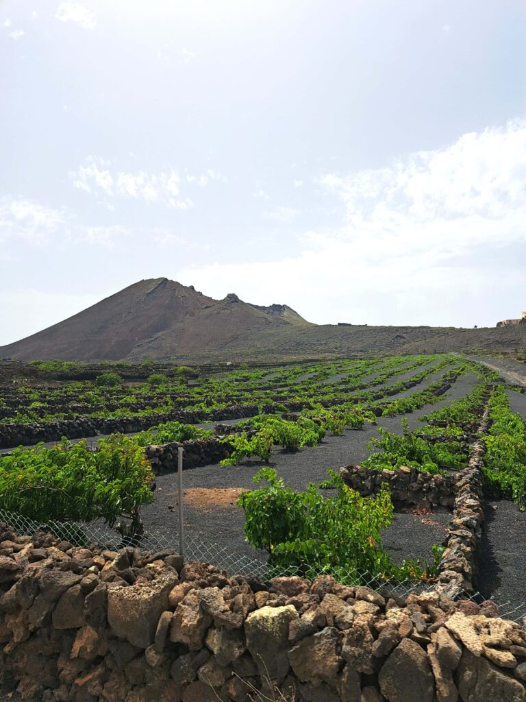 Weinfelder im Lavagestein Lanzarote