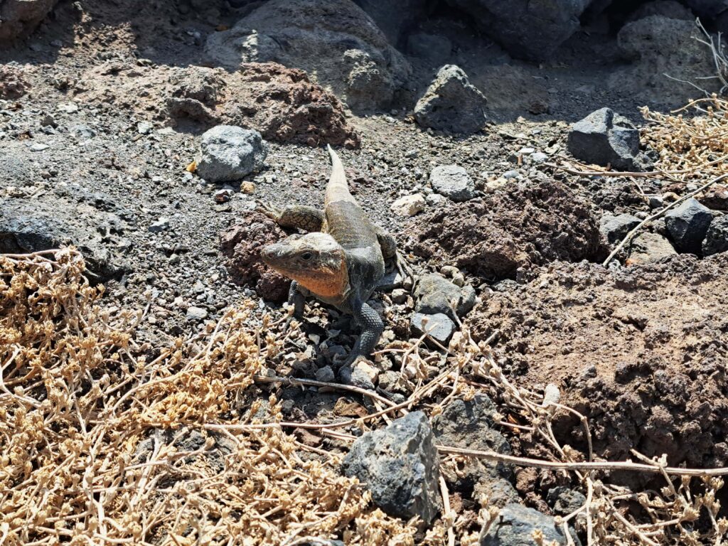 Canarian Lizzard
