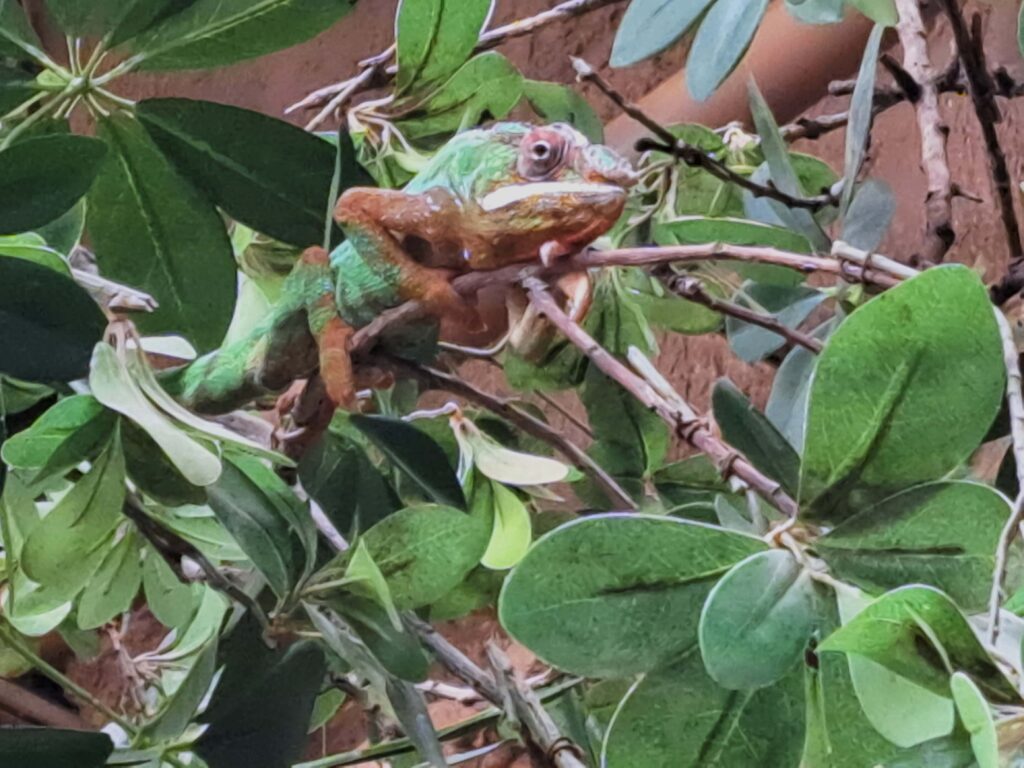 Chamaeleon Poeme del Mar