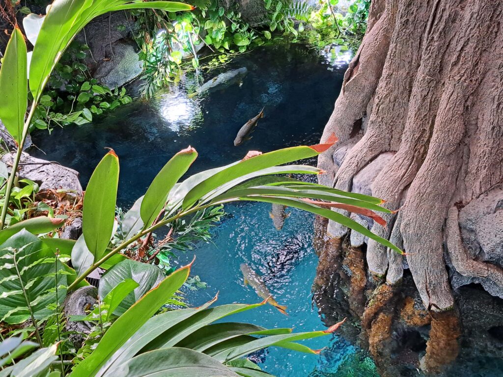 Fischbecken im Jungle