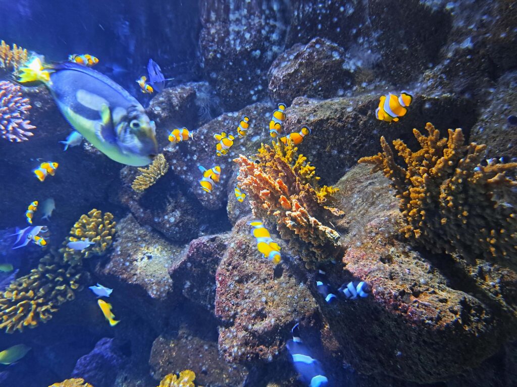 Fische im Salzwasser