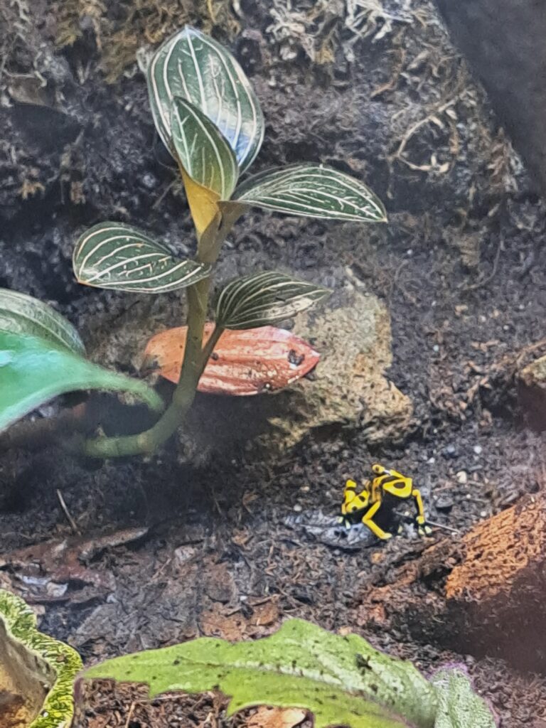 Gelber Pfeilgiftfrosch