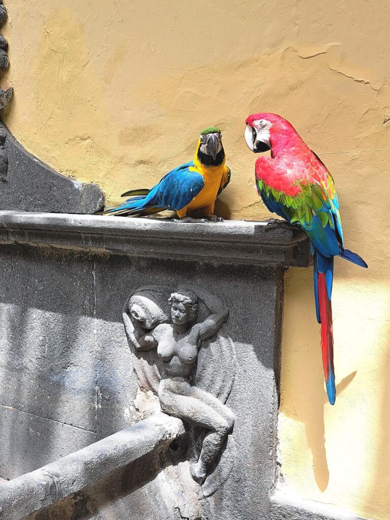 Papageien Casa de Colon