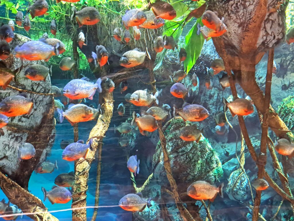 Piranhas