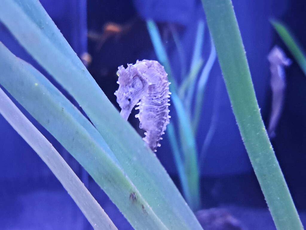 Seepferdchen Poeme del Mar