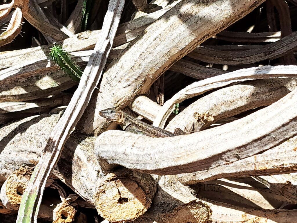 Suchbild mit Eidechse