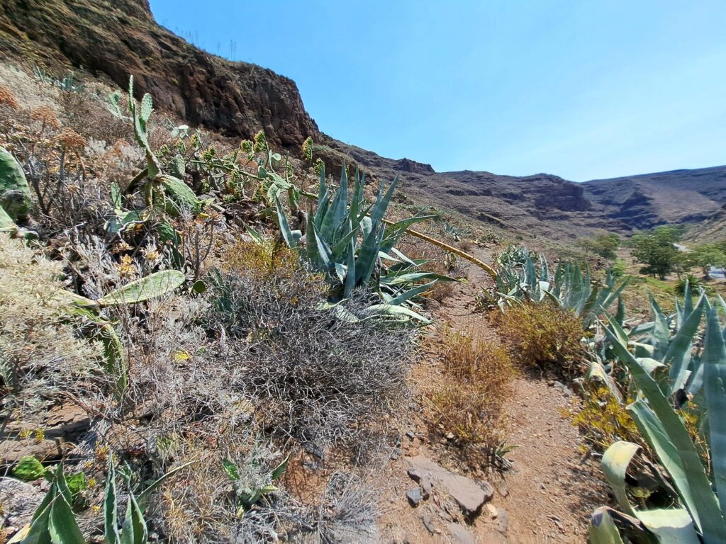 Wanderweg durch die Schlucht Guayadeque