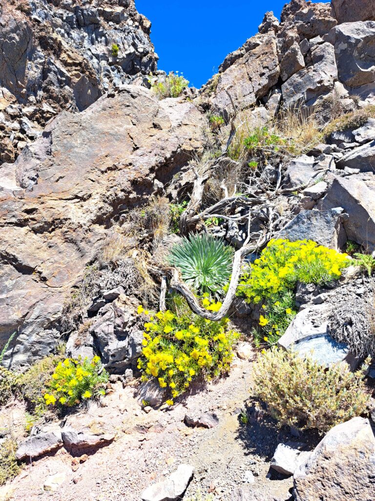 Bluehende Blumen im Gebirge