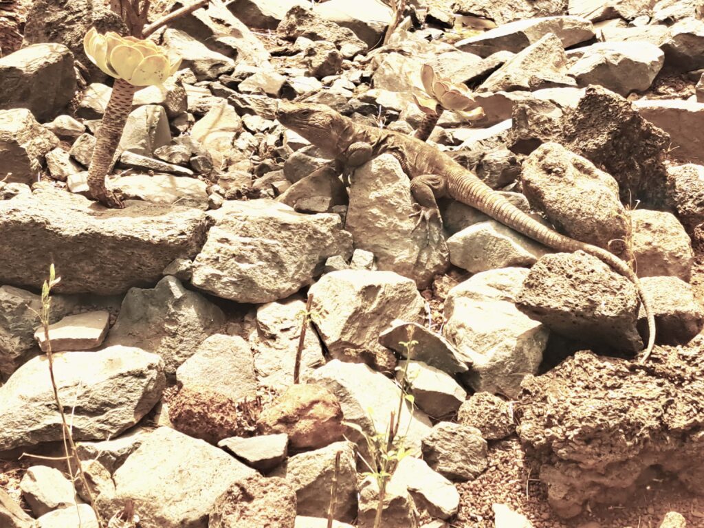 Der grosse Kanarenleguan 1