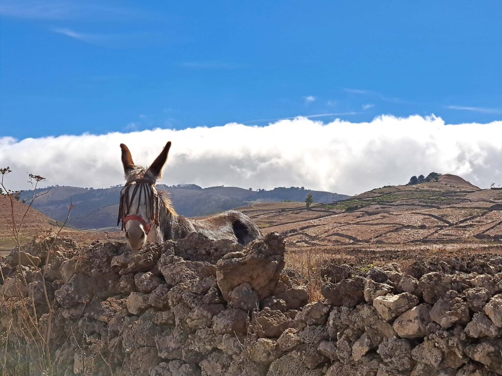 Esel auf El Hierro