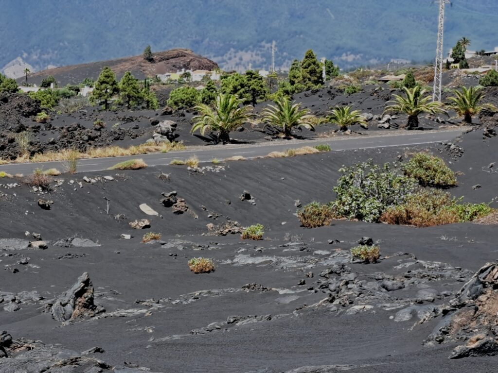Neues Leben im Lavagestein