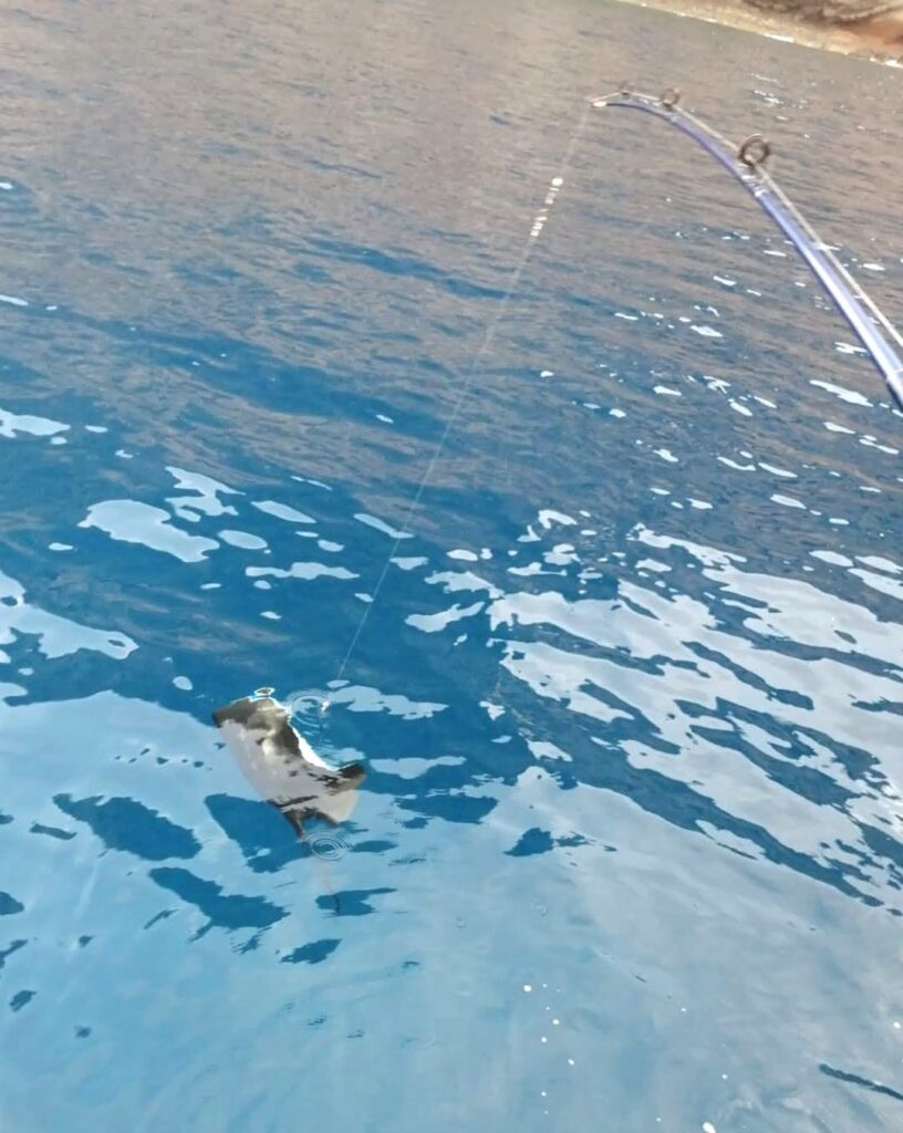 Stachelrochen an der Angel