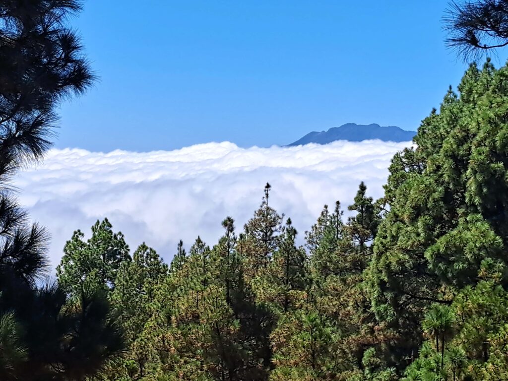 Wolken ueber Baumwipfeln