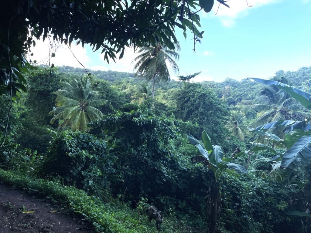 Ueberbordende Vegetation