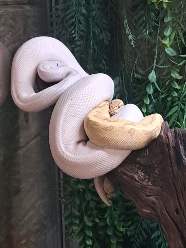 04 Schlangenkuscheln