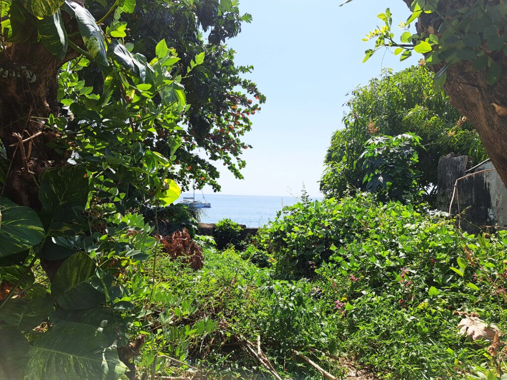 Dominica Vegetation am Meer