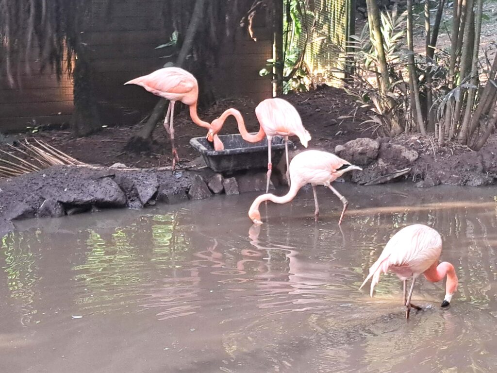 Flamingos