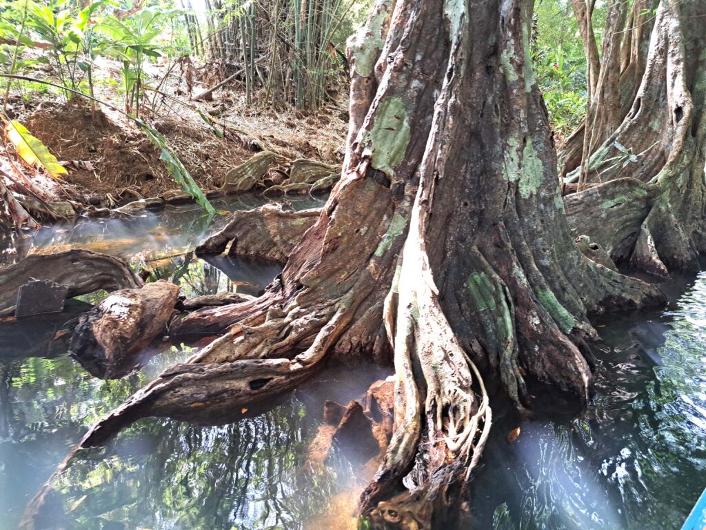 Mangrovenbaeume Indian River 1