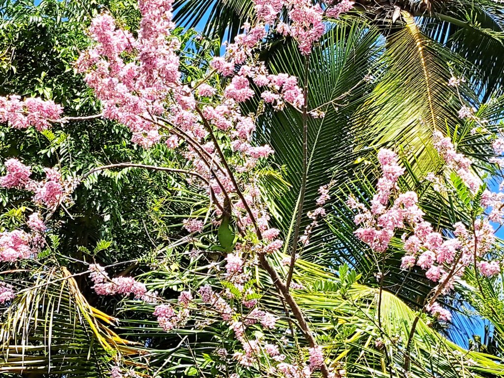 Suchbild mit Eidechse 1