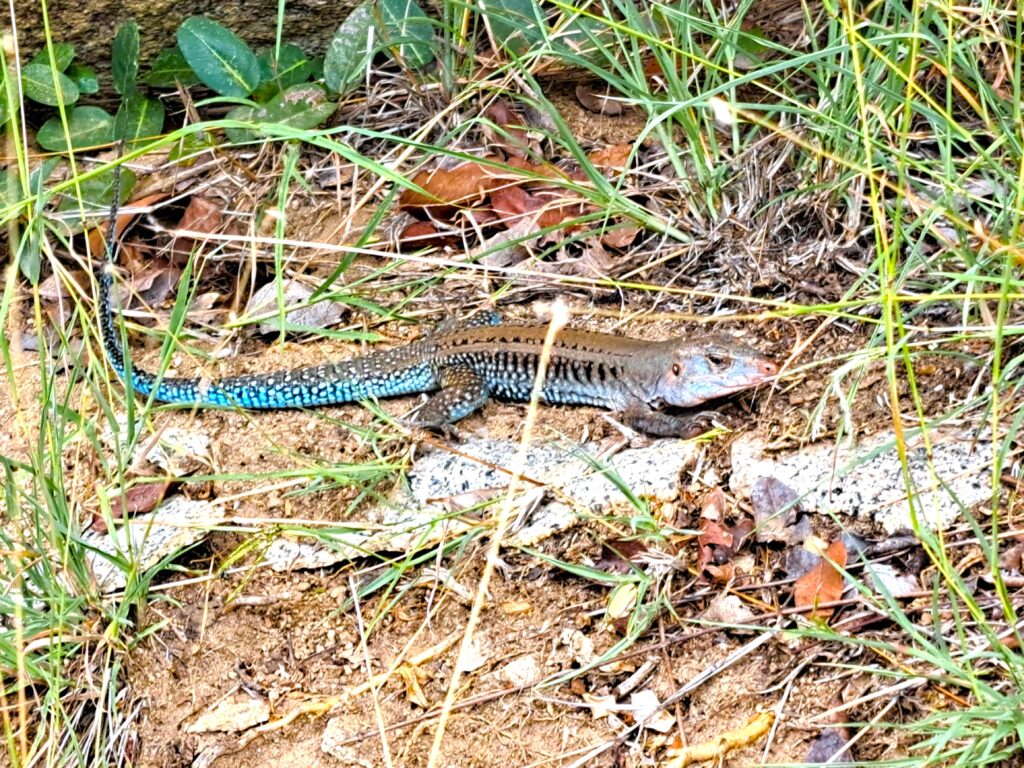 EIdechsen wie dieses schön gezeichnete Exemplar gibt auch zu sehen.