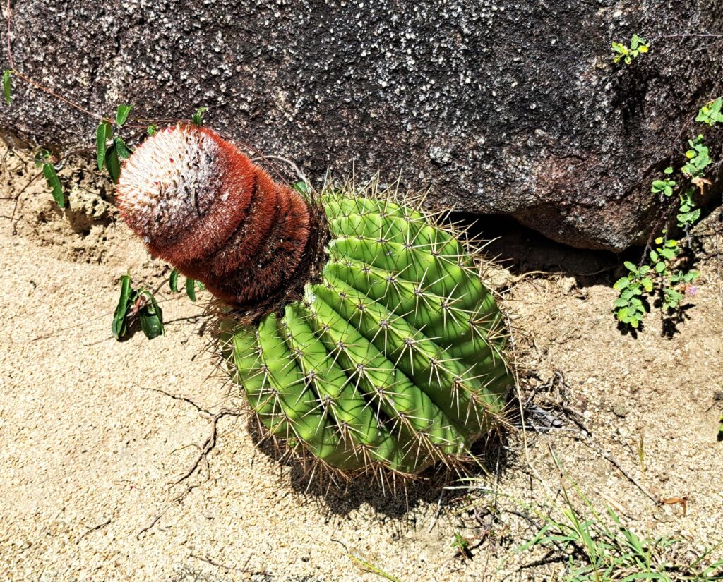 Am Wegesrand stehen diese Kakteen. Die Stacheln sind hart und spitz.