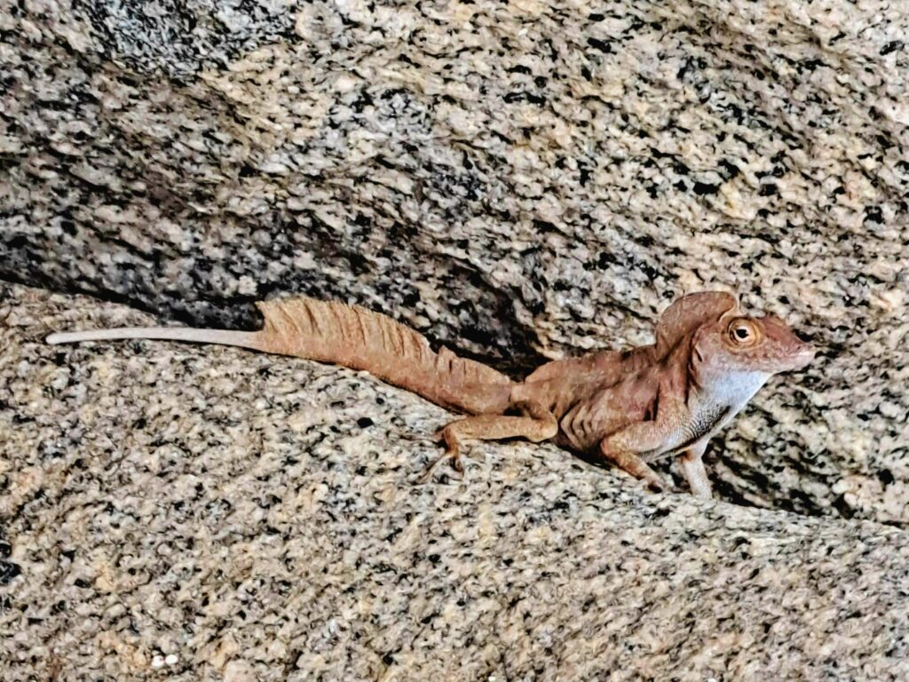 Mammanolis - so ist der Name dieser munteren Gesellen. Sie sind allgegenwärtig.