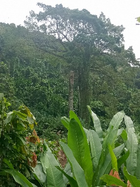 Ein Bild, das Baum, draußen, Vegetation, Dschungel enthält.  Automatisch generierte Beschreibung