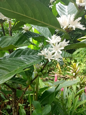 Ein Bild, das draußen, Baum, Pflanze, Kaffee enthält.  Automatisch generierte Beschreibung