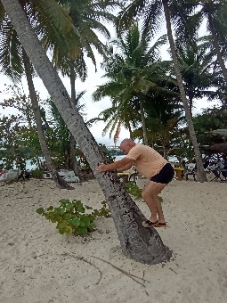 Ein Bild, das draußen, Palme, Gelände, Strand enthält.  Automatisch generierte Beschreibung