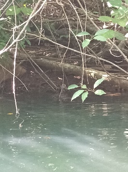 Ein Bild, das draußen, Wasser, See, Baum enthält.  Automatisch generierte Beschreibung