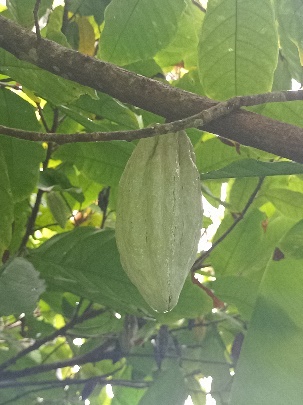 Ein Bild, das Frucht, Baum, draußen, Zweig enthält.  Automatisch generierte Beschreibung