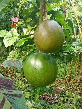 Ein Bild, das Frucht, draußen, Pflanze, Produkt enthält.  Automatisch generierte Beschreibung