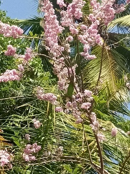 Ein Bild, das Pflanze, draußen, Baum, Vegetation enthält.  Automatisch generierte Beschreibung