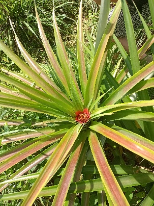 Ein Bild, das Pflanze, Landpflanze, draußen, Yucca enthält.  Automatisch generierte Beschreibung
