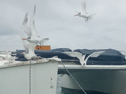 Ein Bild, das Wasservögel, draußen, Möwe, Vogel enthält.  Automatisch generierte Beschreibung
