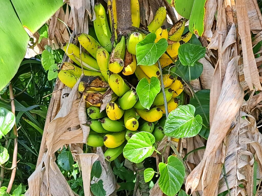Bananenstaude am Wegrand